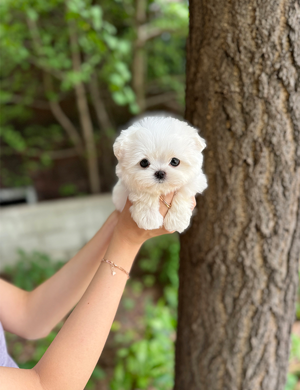 강아지 썸네일