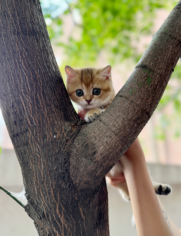 강아지 썸네일