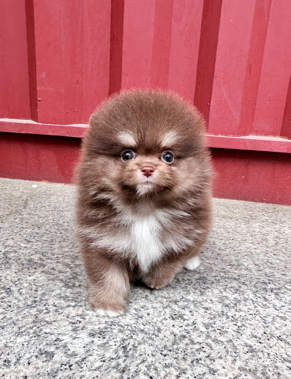 강아지 썸네일