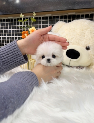 강아지분양 썸네일